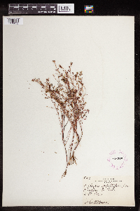 Euphorbia serpillifolia image