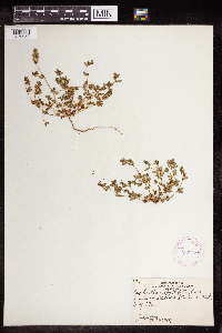 thumbnail image of current specimen