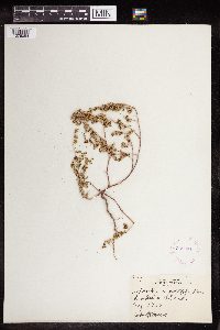 Euphorbia serpillifolia image