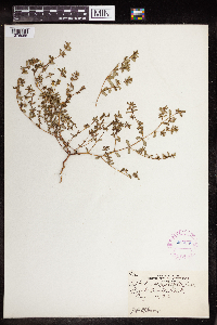 Euphorbia serpillifolia image