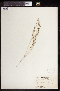 Euphorbia serpillifolia image