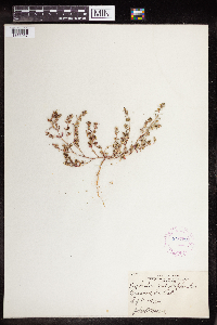 Euphorbia serpillifolia image