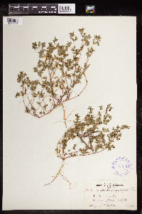 Euphorbia serpillifolia image