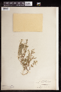 Euphorbia serpillifolia image