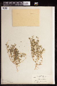 Euphorbia serpillifolia image