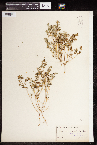 Euphorbia serpillifolia image