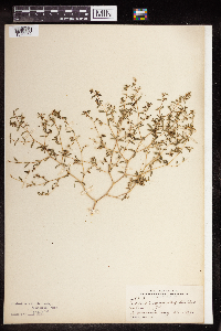 Euphorbia serpillifolia image