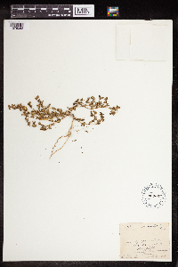 Euphorbia serpillifolia image
