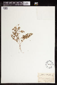 Euphorbia serpillifolia image