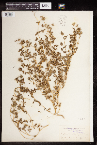Euphorbia serpillifolia image