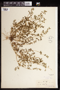 Euphorbia serpillifolia image