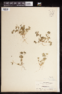Euphorbia serpillifolia image