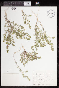 Euphorbia serpillifolia image