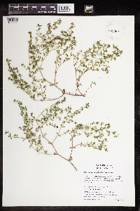 Euphorbia serpillifolia image
