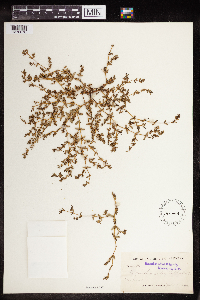 Euphorbia serpillifolia image
