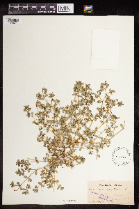 Euphorbia serpillifolia image