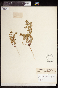 Euphorbia serpillifolia image