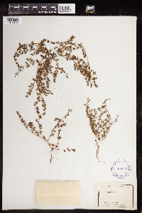 Euphorbia serpillifolia image