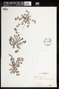 Euphorbia serpillifolia image