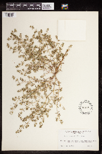Euphorbia serpillifolia image