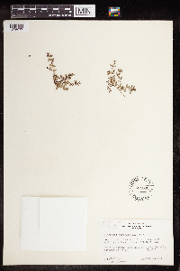 Euphorbia serpillifolia image