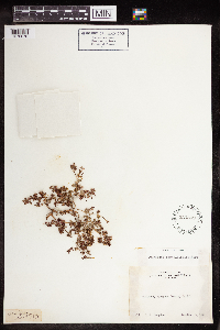 Euphorbia serpillifolia image