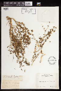 Euphorbia serpillifolia image