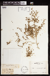 Euphorbia serpillifolia image
