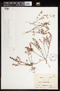 Euphorbia serpillifolia image