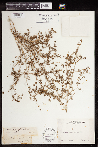 Euphorbia serpillifolia image