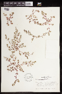 Euphorbia serpillifolia image