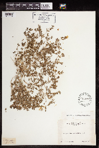 Euphorbia serpillifolia image