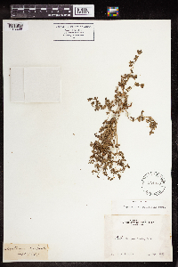 Euphorbia serpillifolia image