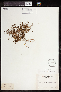 Euphorbia serpillifolia image