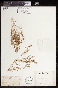 Euphorbia serpillifolia image