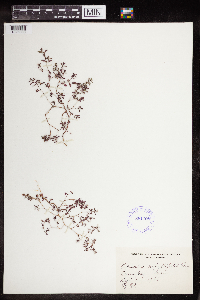Euphorbia serpillifolia image