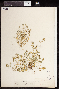 Euphorbia serpillifolia image