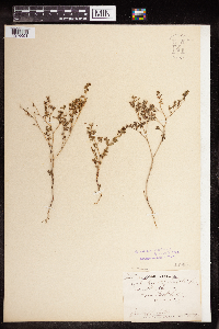 Euphorbia serpillifolia image