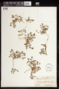 Euphorbia serpillifolia image