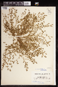 Euphorbia serpillifolia image