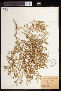 Euphorbia serpillifolia image