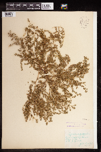 Euphorbia serpillifolia image