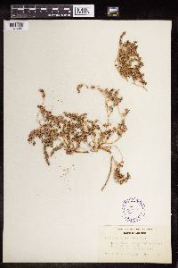 Euphorbia serpillifolia image