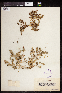 Euphorbia serpillifolia image