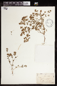 Euphorbia serpillifolia image