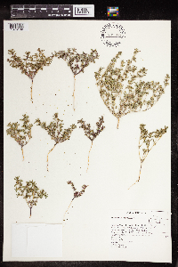 Euphorbia serpillifolia image