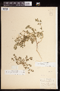 Euphorbia serpillifolia image