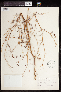 Euphorbia serpillifolia image