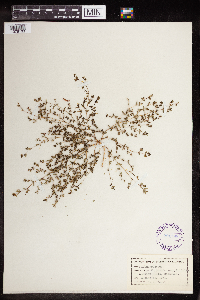 Euphorbia serpillifolia image