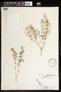 Euphorbia serpillifolia image